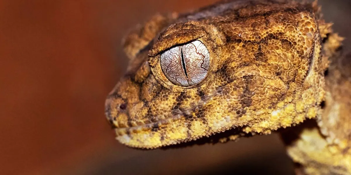 Close-up of a gecko's head and eye with a vertical slit pupil and rough, mottled brown skin.