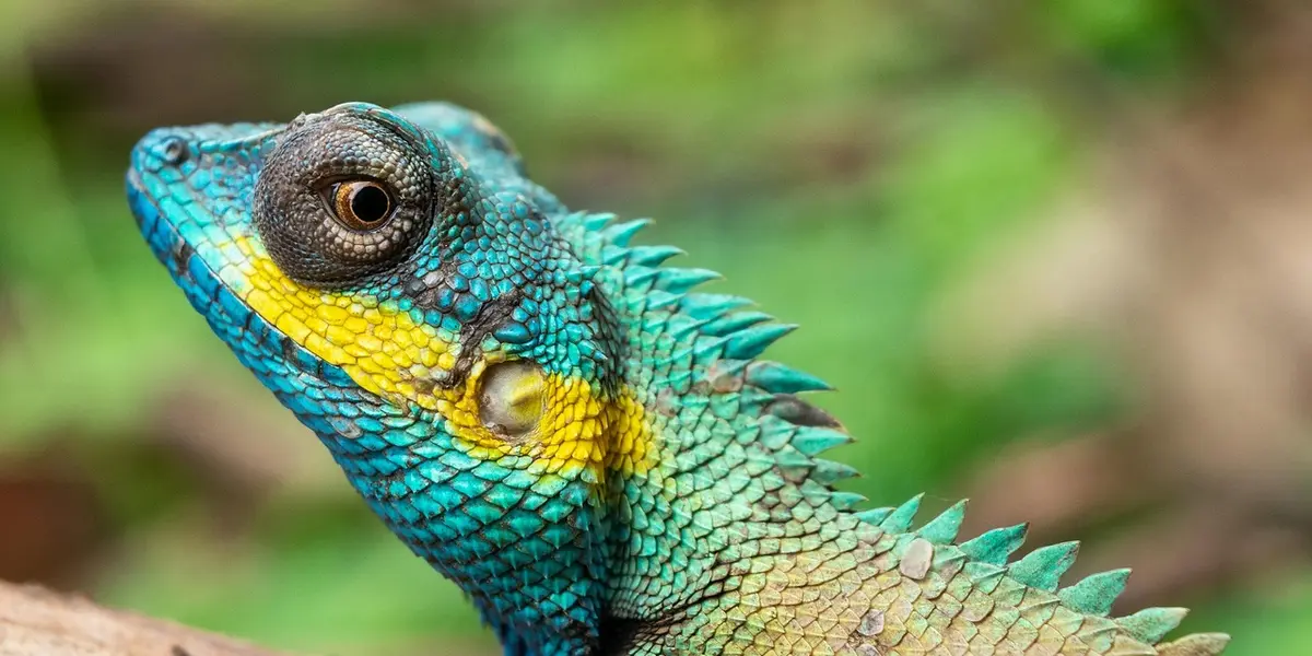 Close-up of a vibrant blue-green gecko with yellow bands and spiky dorsal scales against a blurred green background.