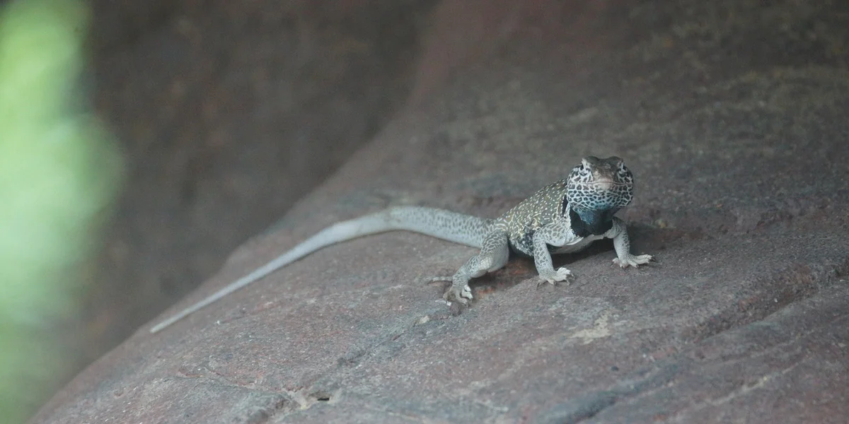 Small gecko perched on a flat rock with mottled gray-blue skin, head raised, and tail extended, ready to display.
