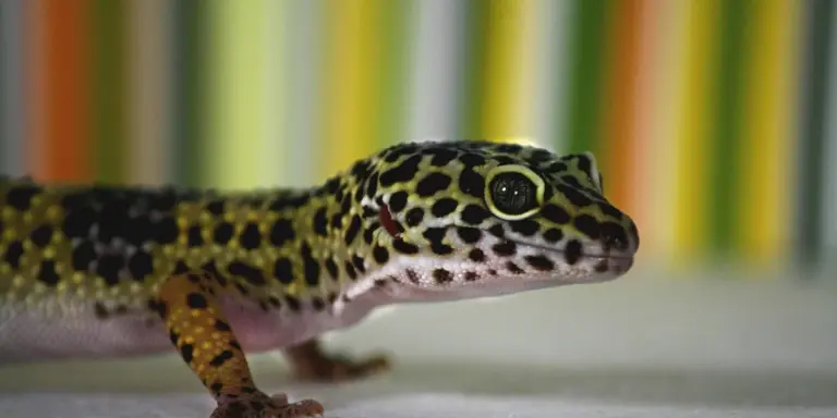 Close-up of a leopard gecko in its enclosure with a colorful striped background, showing its speckled skin and alert eye.