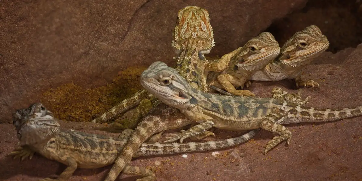 Group of leopard geckos on a rocky enclosure, illustrating the reptiles' natural habitat.