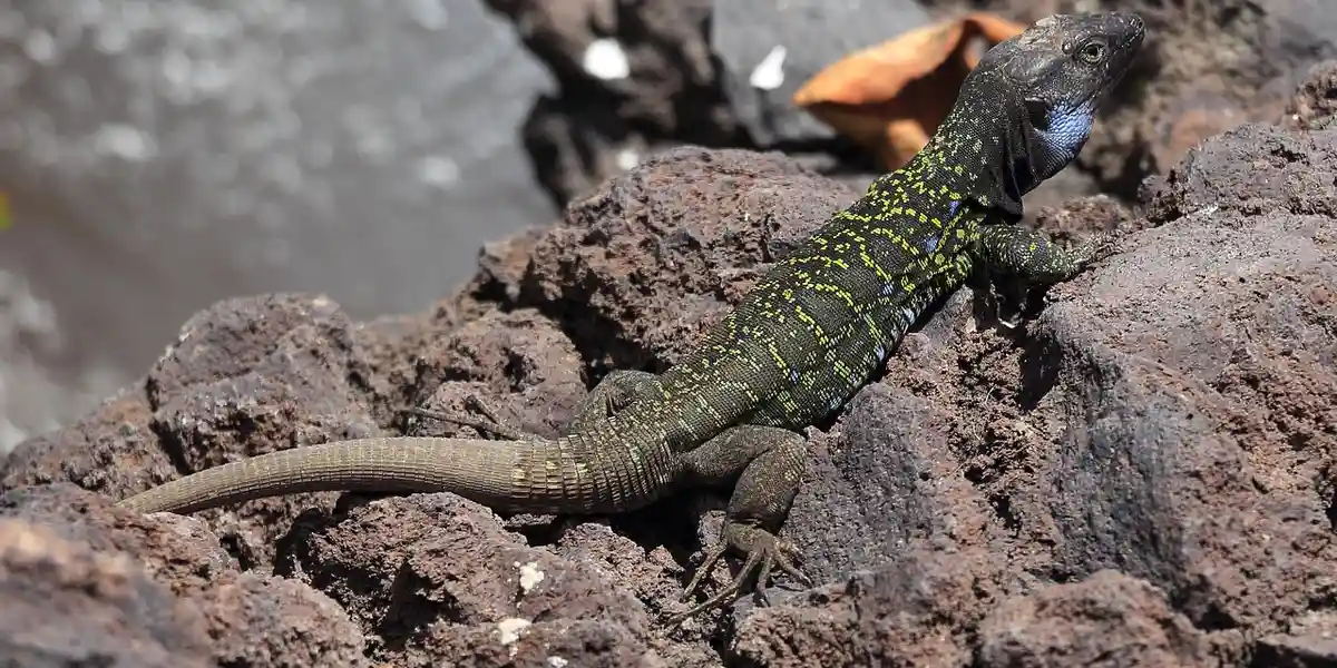 A green and brown gecko perched on dark rocks with mouth open and throat puffed