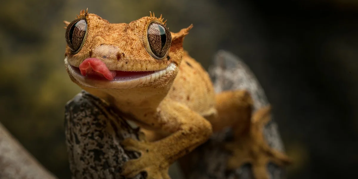 Close-up of a small gecko with large eyes and a protruding pink tongue, perched on a textured surface.