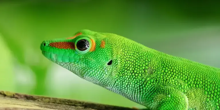 Close-up of a vivid green gecko with an orange eye ring, perched on a wooden log against a blurred green background.