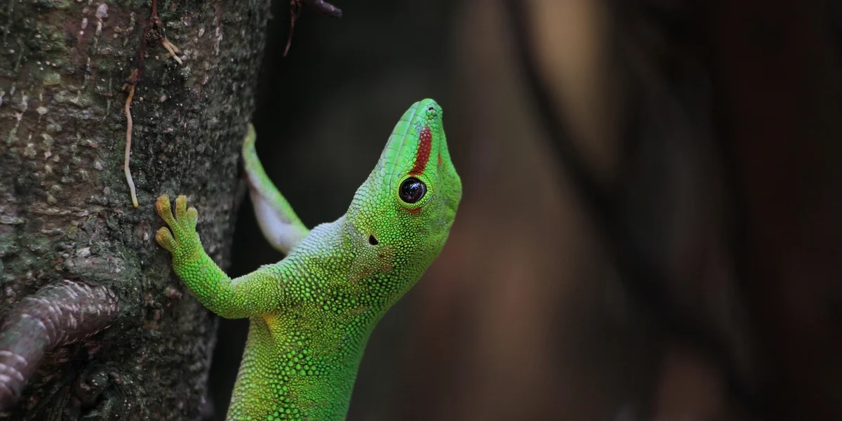 Emerald green gecko clinging to a tree trunk with textured skin and a red/orange line near the head.