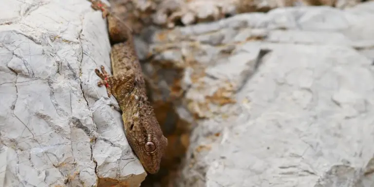 Small brown gecko clinging to a rough gray rock