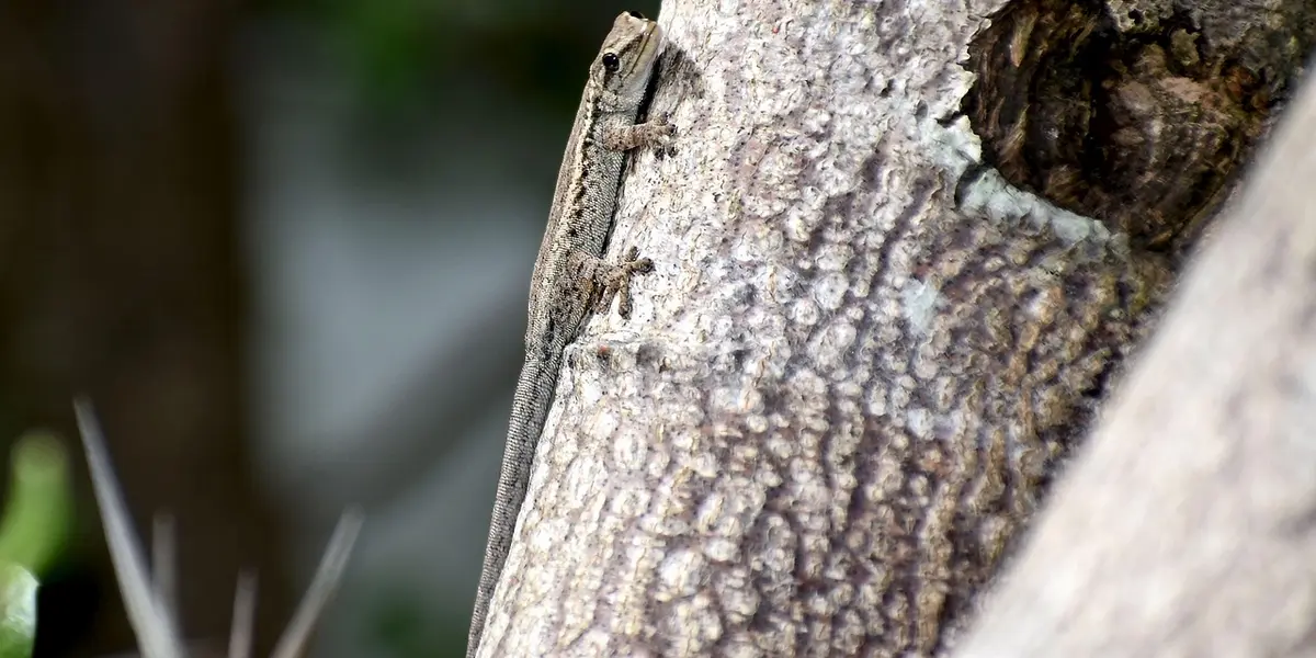 Close-up of a gecko camouflaged against rough tree bark