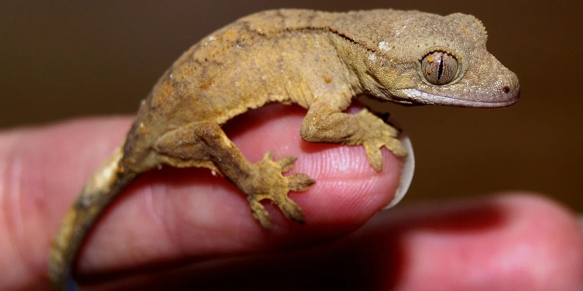 A small gecko perched on a human finger, illustrating careful, minimal handling.
