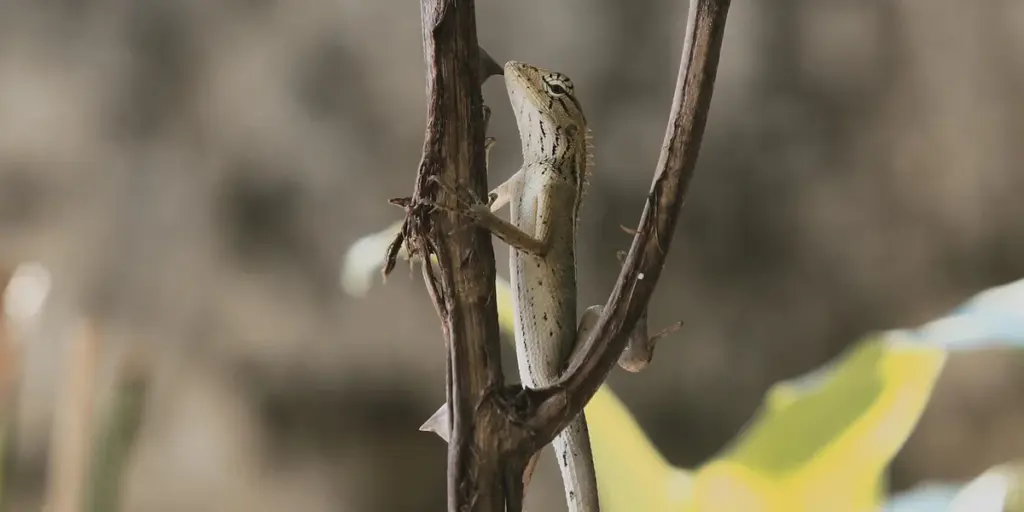 How to Handle and Socialize Your New Gecko Hatchling Safely