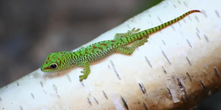 Green gecko perched on a light-colored branch