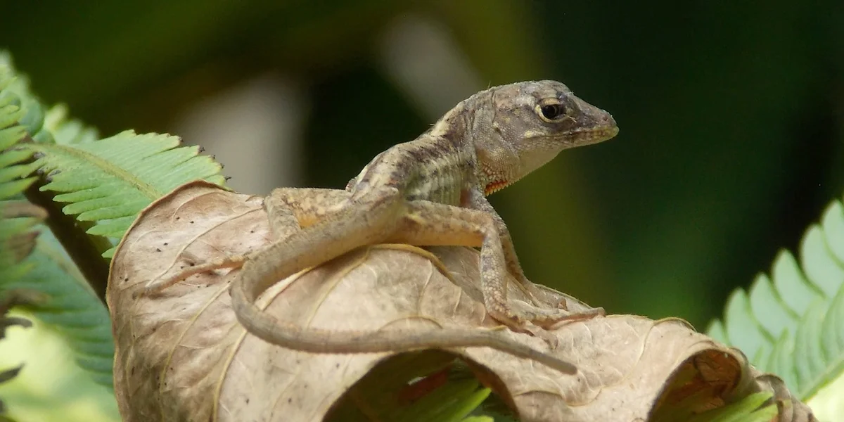 A small juvenile gecko perched on a dried leaf with green ferns in the background.