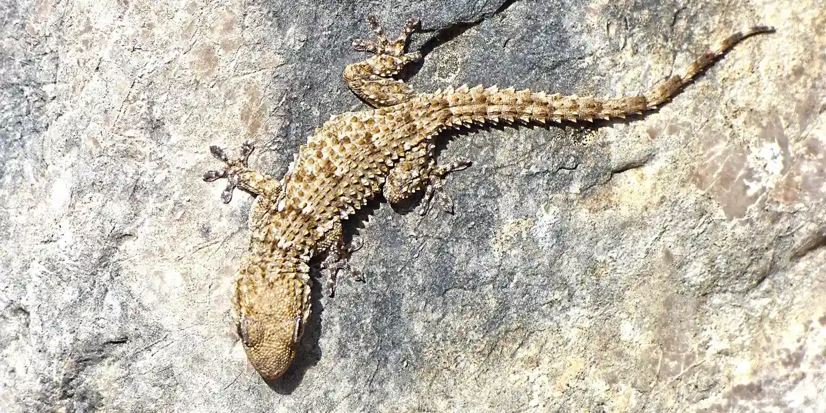 A small gecko clinging to a rough, sunlit rock surface, blending with its surroundings