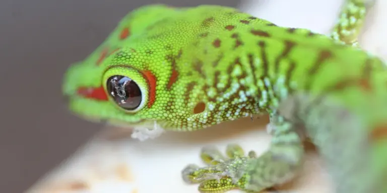 Close-up of a bright green gecko with red markings around the eye, clinging to a surface.