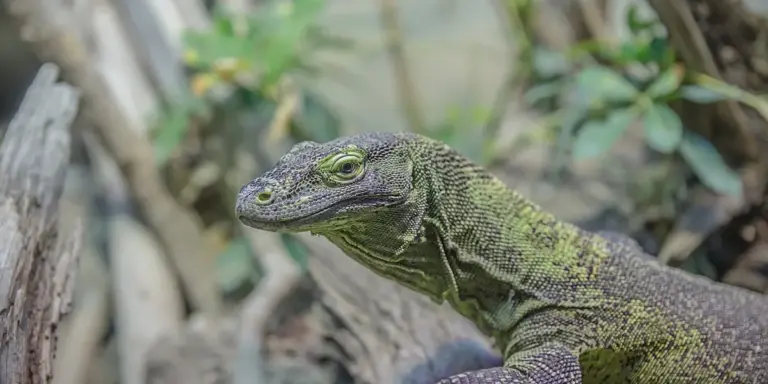Close-up of a green gecko with textured scales resting among foliage