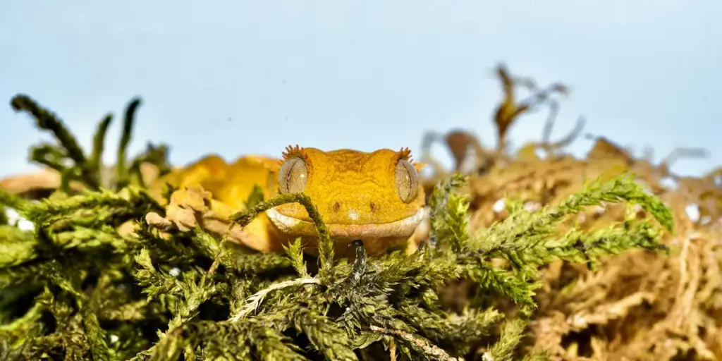 The 8 Biggest Mistakes in Gecko Hydration and Humidity Control