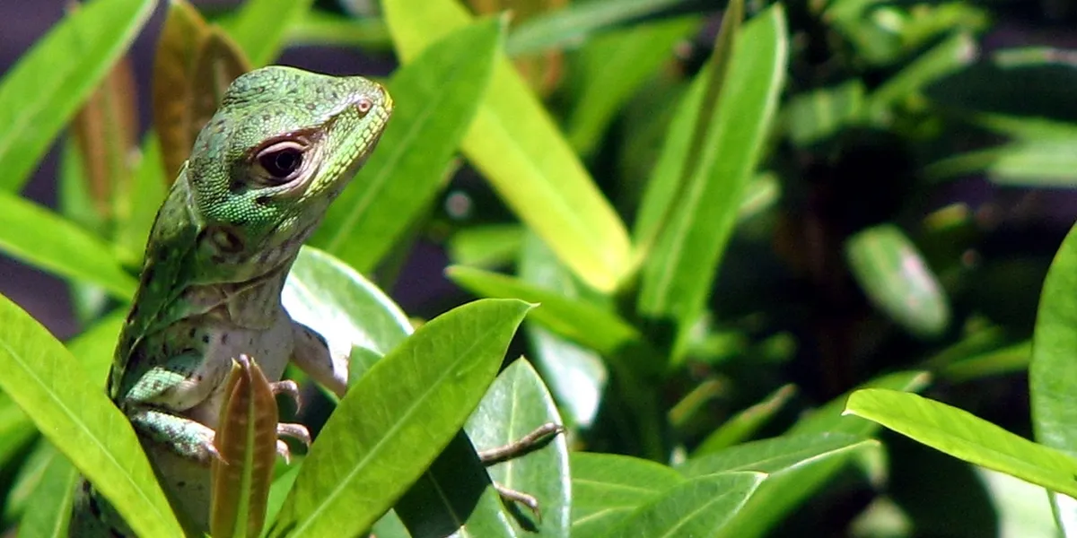 Close-up of a green gecko perched among vibrant tropical leaves inside a terrarium.