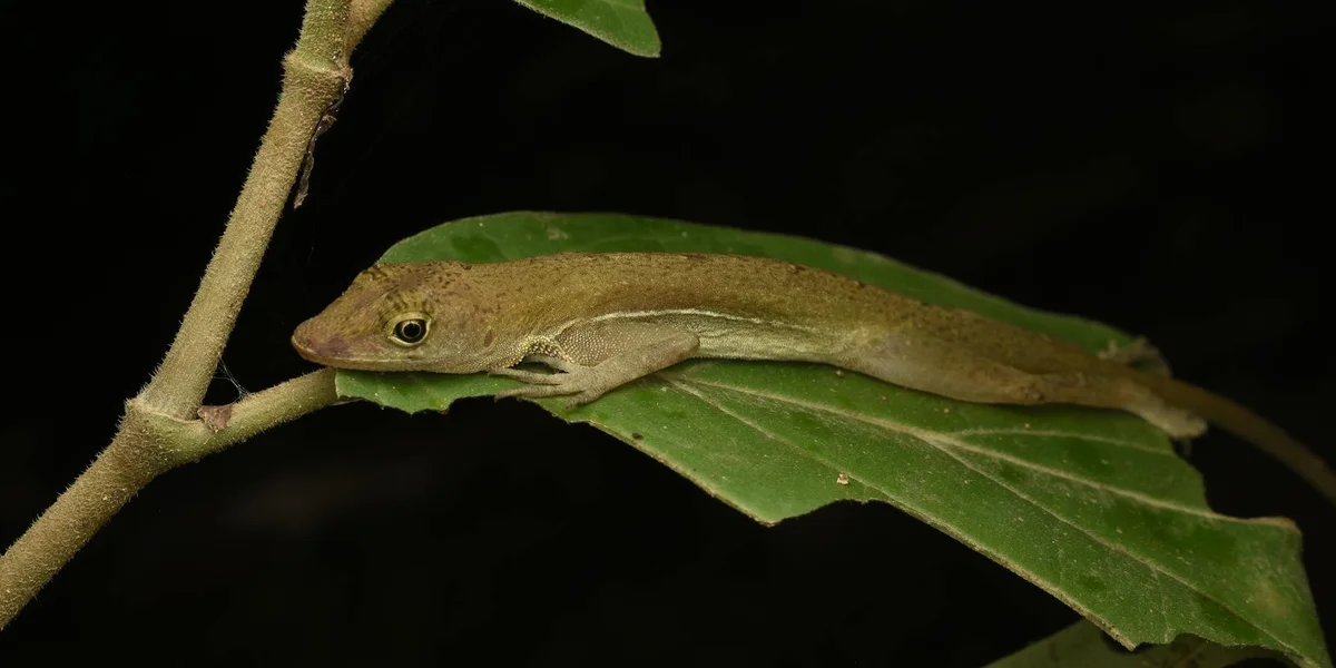 Brown gecko perched on a green leaf with a slender stem
