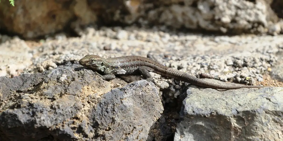 Brown gecko on rough rocky terrain, illustrating a gecko's natural habitat.