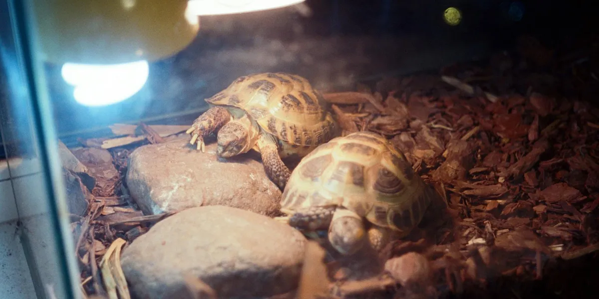 Two small tortoises on substrate inside a glass terrarium beneath a bright overhead lamp.