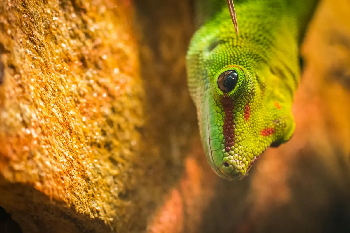 Smiling woman with a towel wrapped around her head, applying foamy face wash in a bathroom.