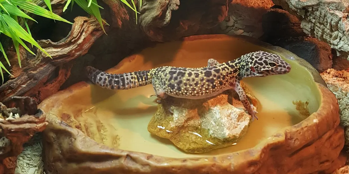 Leopard gecko perched over a shallow water dish inside a rocky terrarium with green plants nearby.