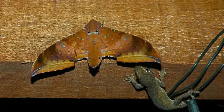 Gecko perched on a wooden beam beside a large brown moth resting on the wood.