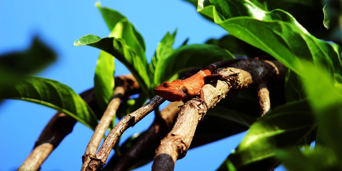 Close-up of a small orange gecko gripping a branch among glossy green leaves with a bright blue sky behind.