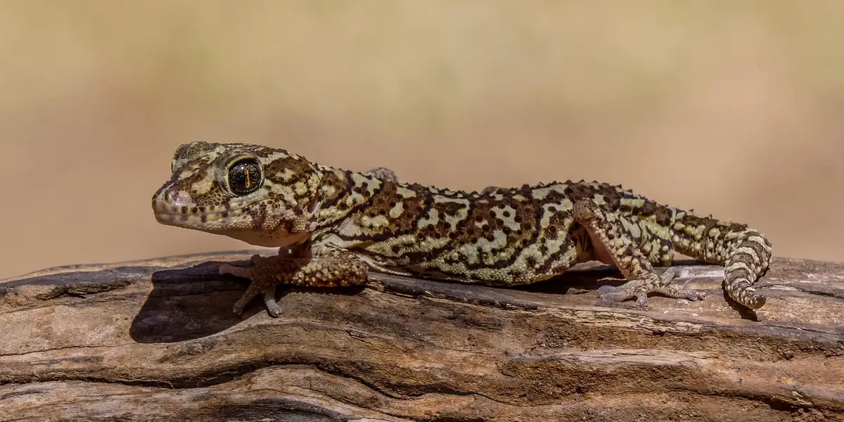 Leopard gecko perched on a textured log in a warm, natural-toned setting.