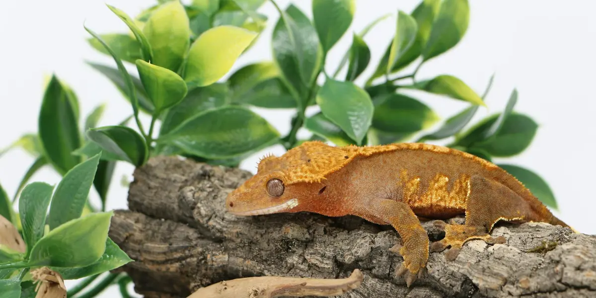 Orange gecko perched on a rough log with green leaves in the background.