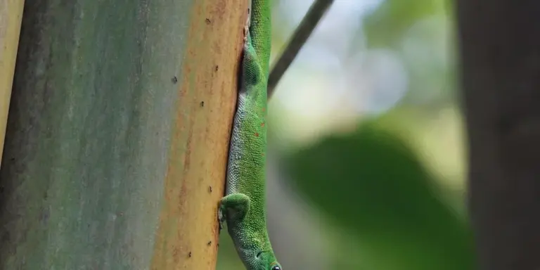 Green gecko clinging to a plant stem