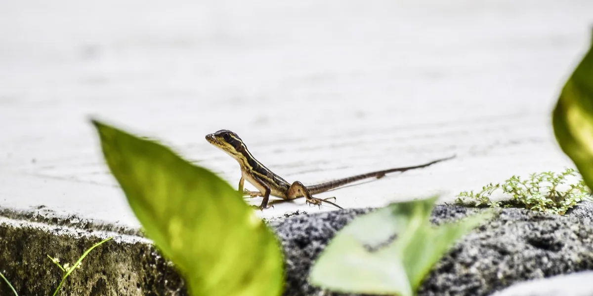 What is a Gecko? Your Friendly Guide to These Amazing Reptiles - The ...