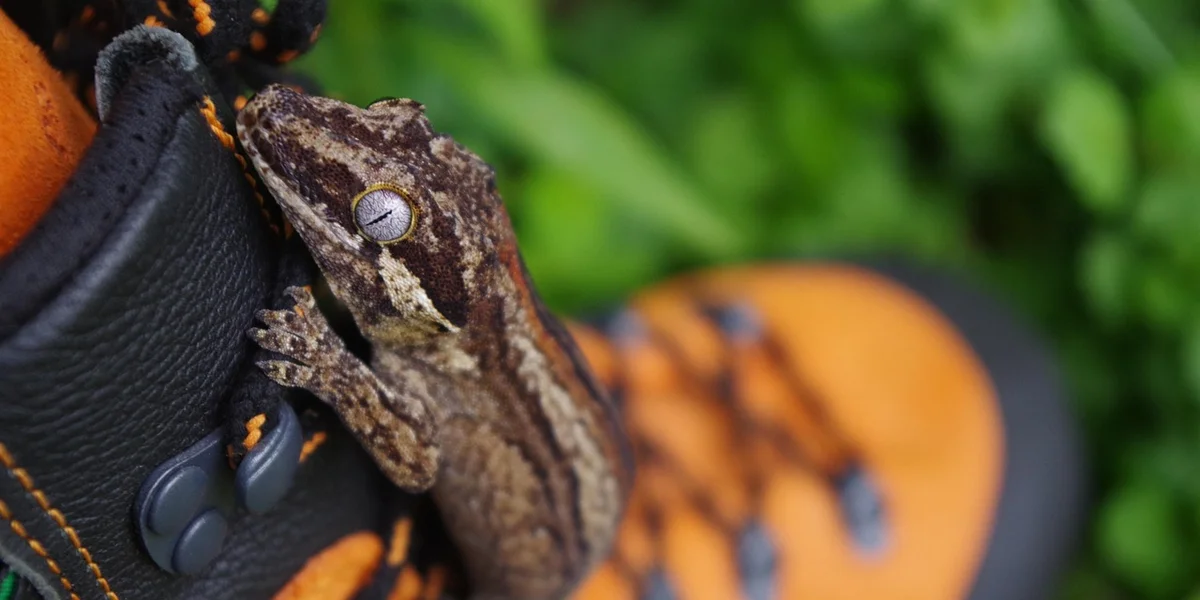 Brown gecko clinging to a textured strap with a blurred green foliage background.