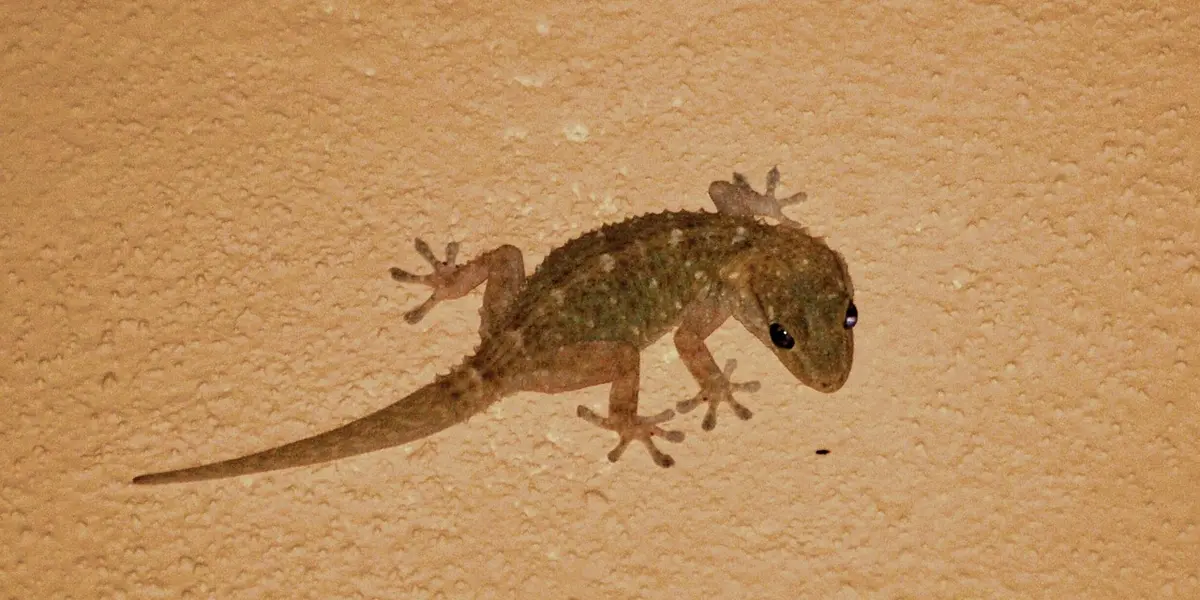 A small brown gecko clinging to a textured tan wall, peering downward.