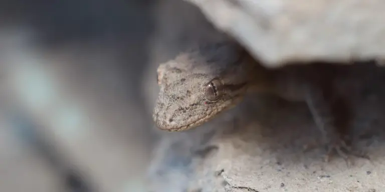 Close-up of a gecko peeking from behind a rock, displaying its textured skin and alert eye.