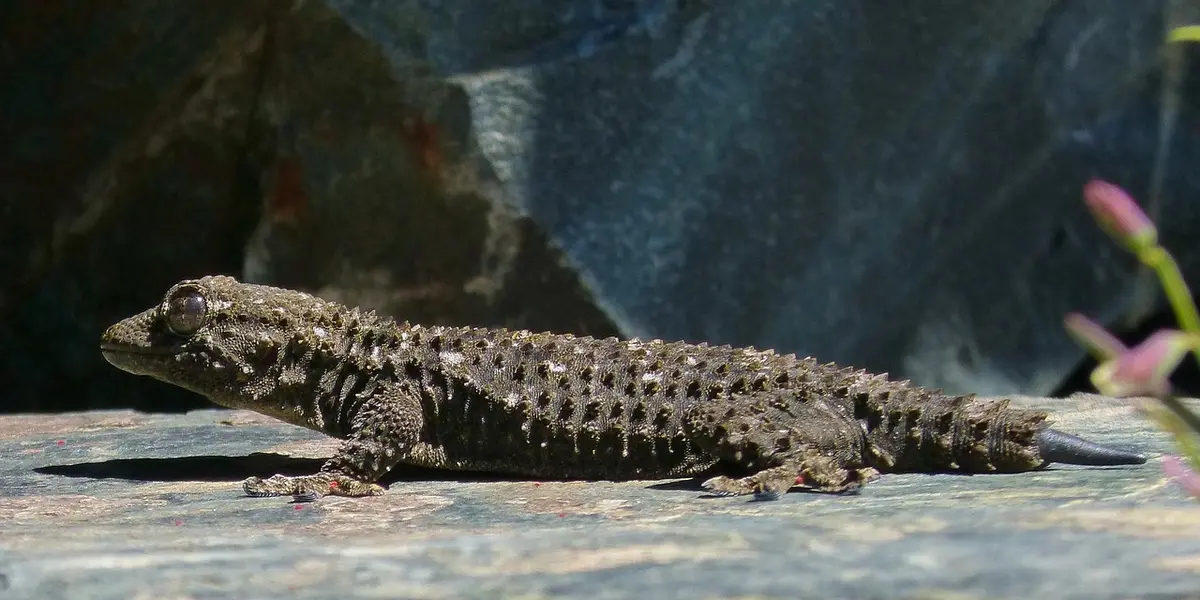 Dark, speckled gecko lying on a flat rock inside a glass terrarium.