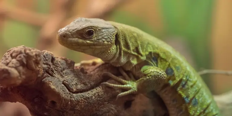 Green gecko perched on a wooden branch inside its terrarium