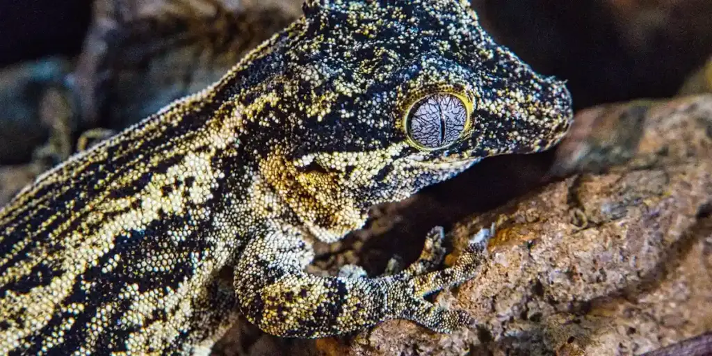 How to Quarantine a Sick Gecko Properly