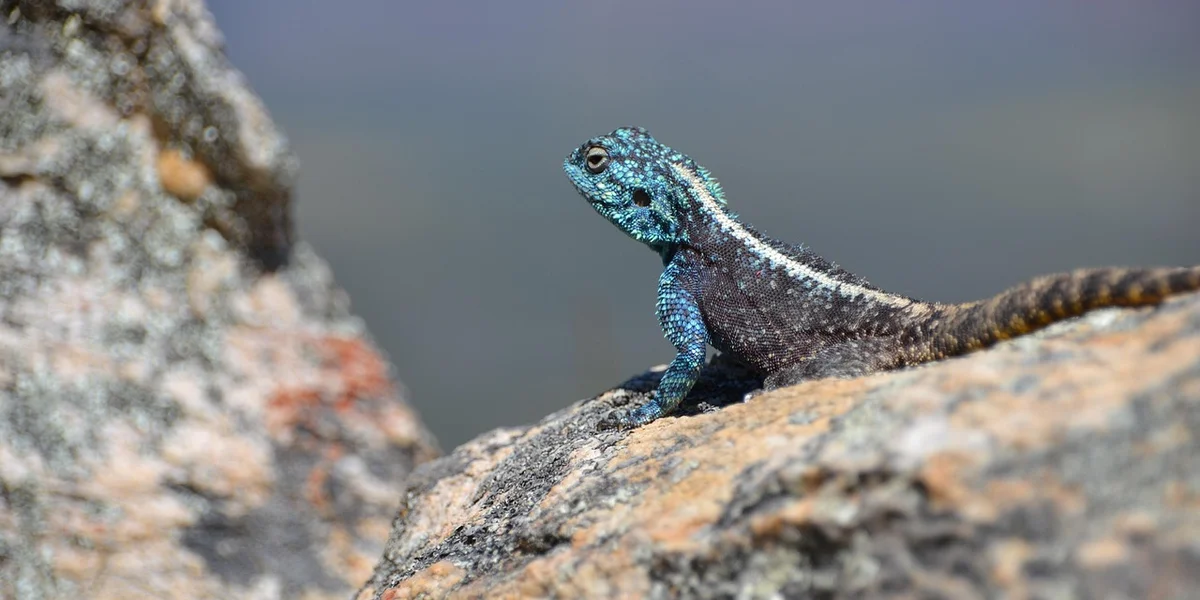 Blue gecko perched on a rocky surface, looking toward the camera
