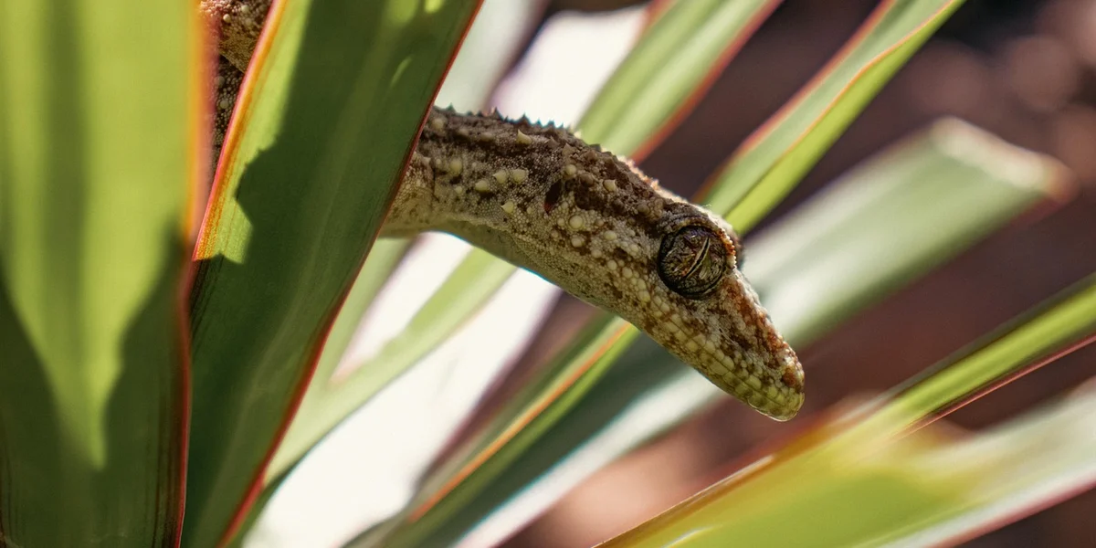 Close-up of a small gecko peering from among green palm-like leaves.