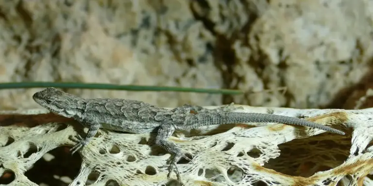 Small gecko perched on a textured rock surface, side view.