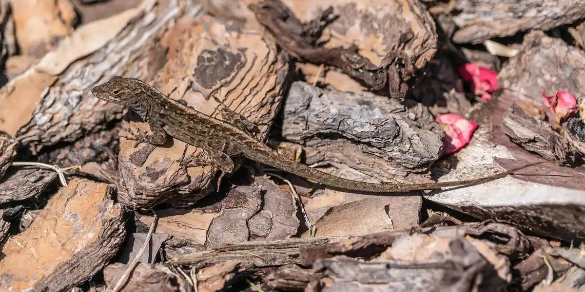 Small gecko resting on a bed of rocks and bark fragments, camouflaged against brown and gray tones.
