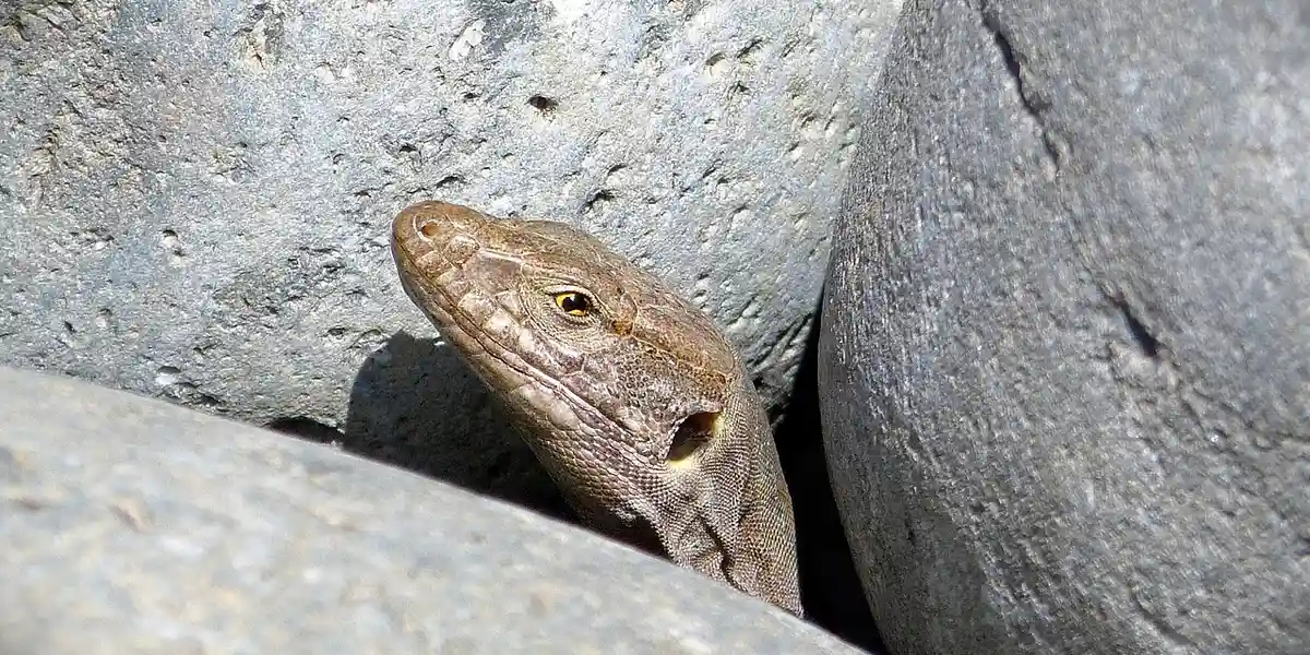 Brown gecko peeking between gray rocks