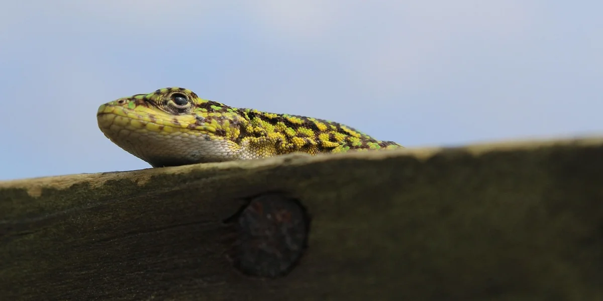 Colorful gecko perched on a weathered wooden beam with a blue sky in the background.