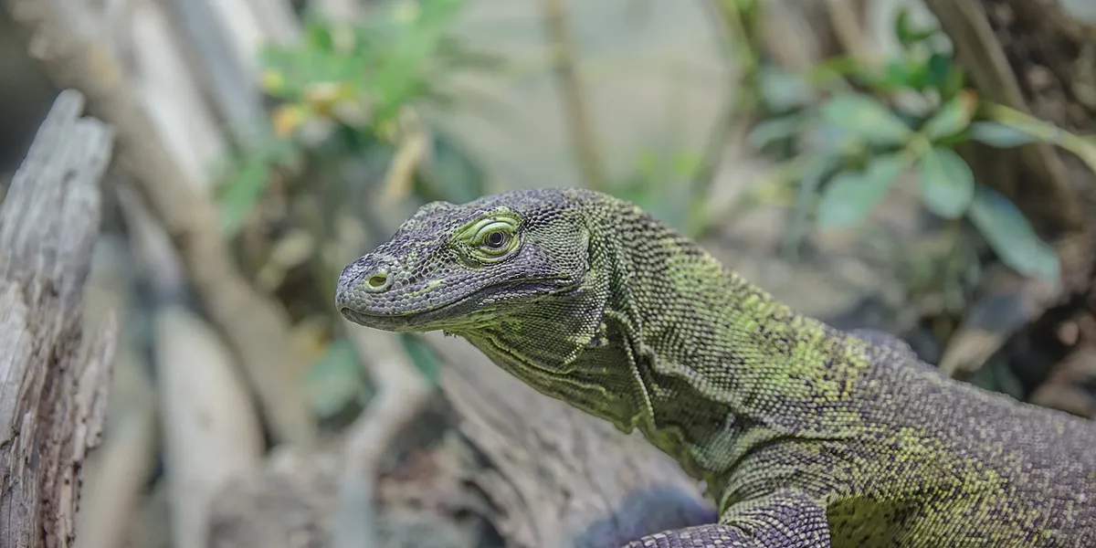 Close-up of a green gecko with textured skin perched among leaves in a naturalistic enclosure.