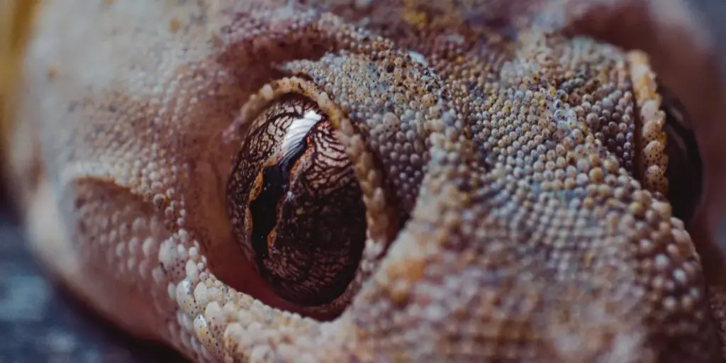 Why Do Geckos Shed and Eat Their Skin? A Complete Guide