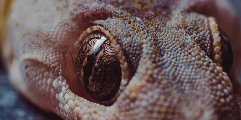 Close-up of a gecko's textured skin and eye