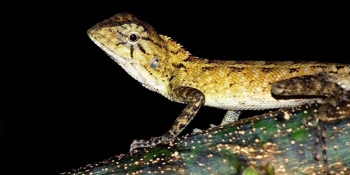 Close-up side profile of a brown gecko with textured scales perched on a dark surface
