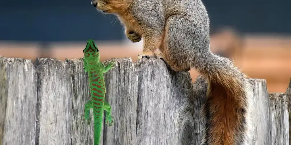 Can Different Gecko Species Live Together?