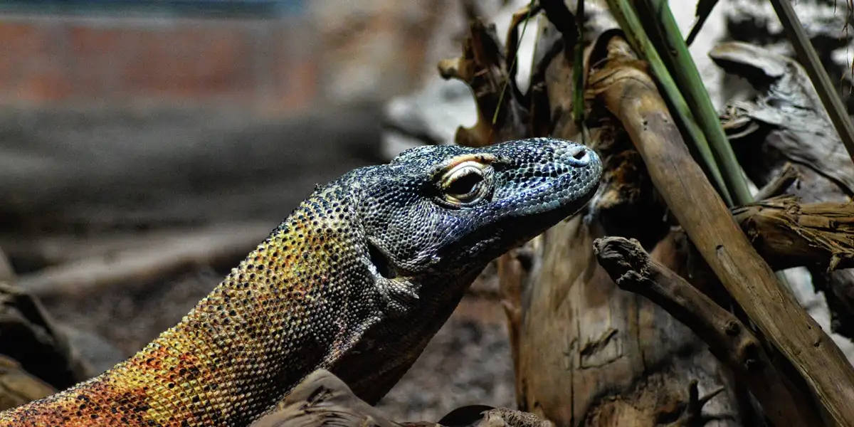Close-up of a textured gecko perched among dried leaves and plant stems, showing detailed scales.