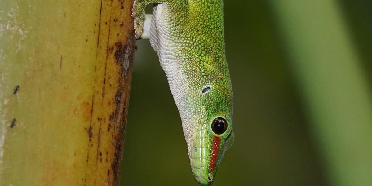 Close-up of a green gecko clinging to a vertical plant stem, showing its head and upper body with textured scales.